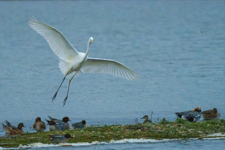 Great White Egret, landing