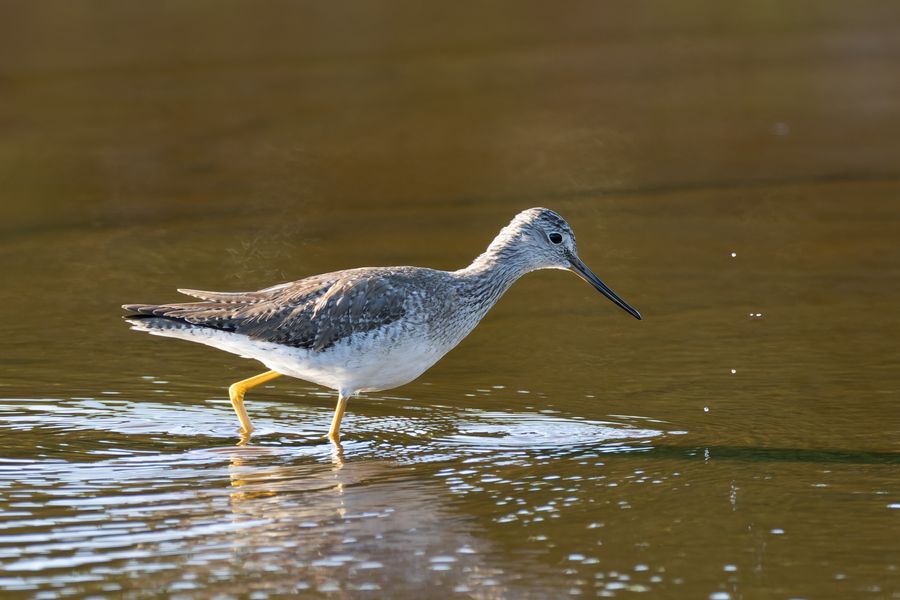 Greater Yellowlegs