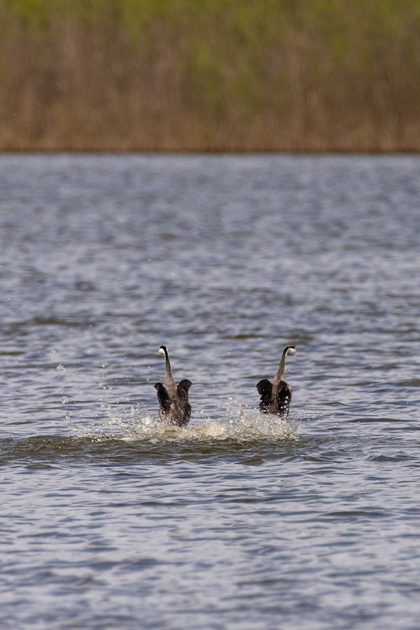 Grebes in a "rushing" display