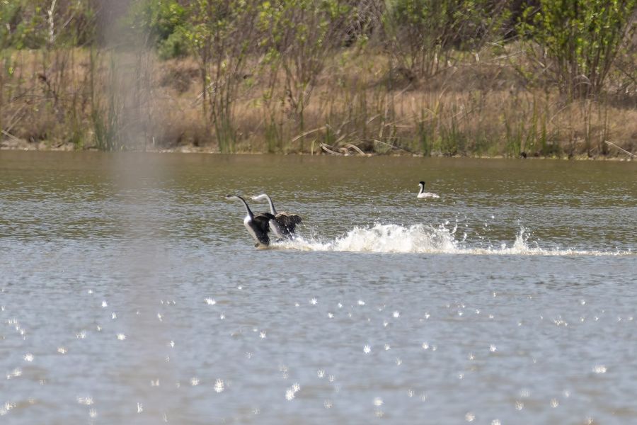 Grebes rushing