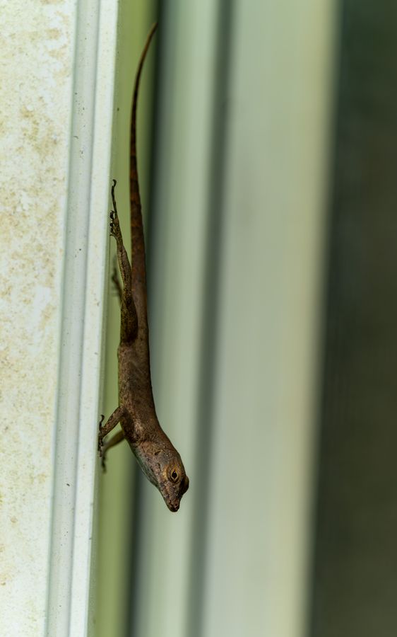 Green Anole, brown phase