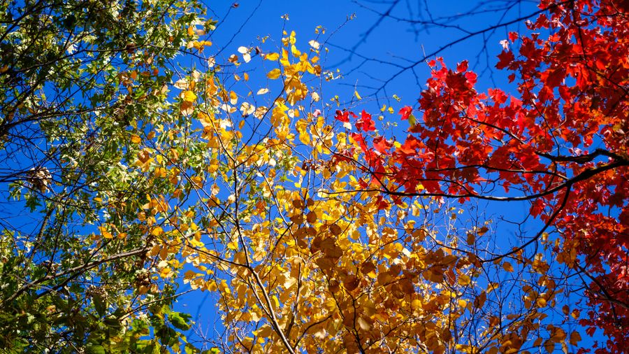 Green, gold and red at once