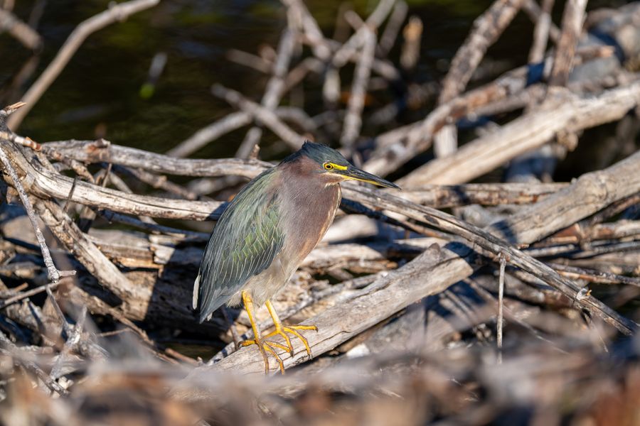 Green Heron