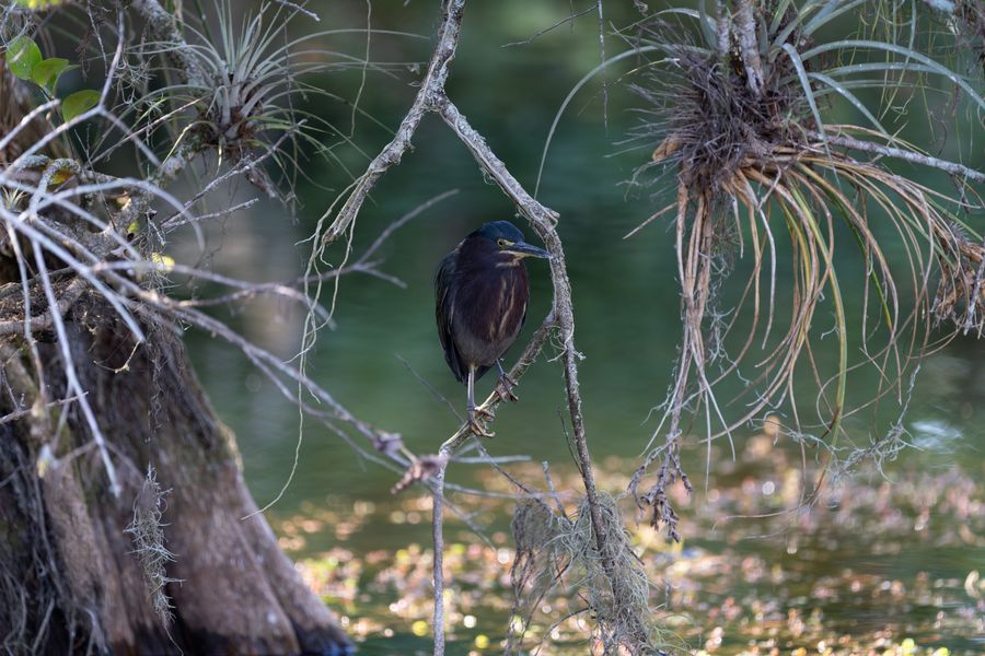 Green Heron among air plants