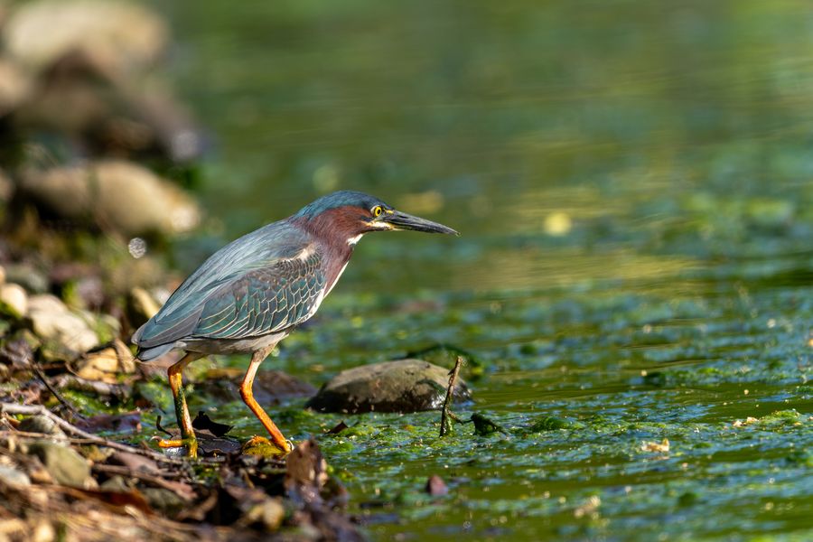 Green Heron hunting