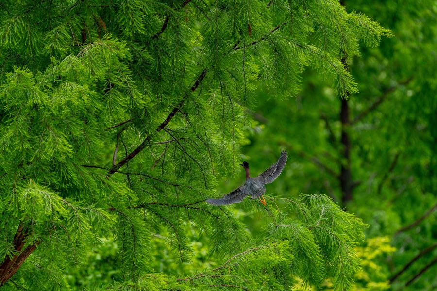 Green Heron landing