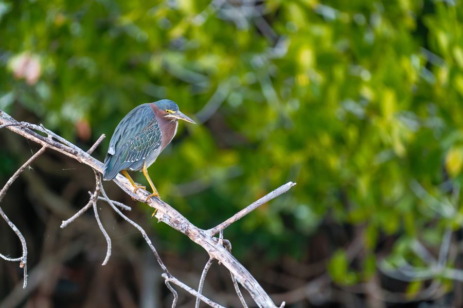 Green Heron
