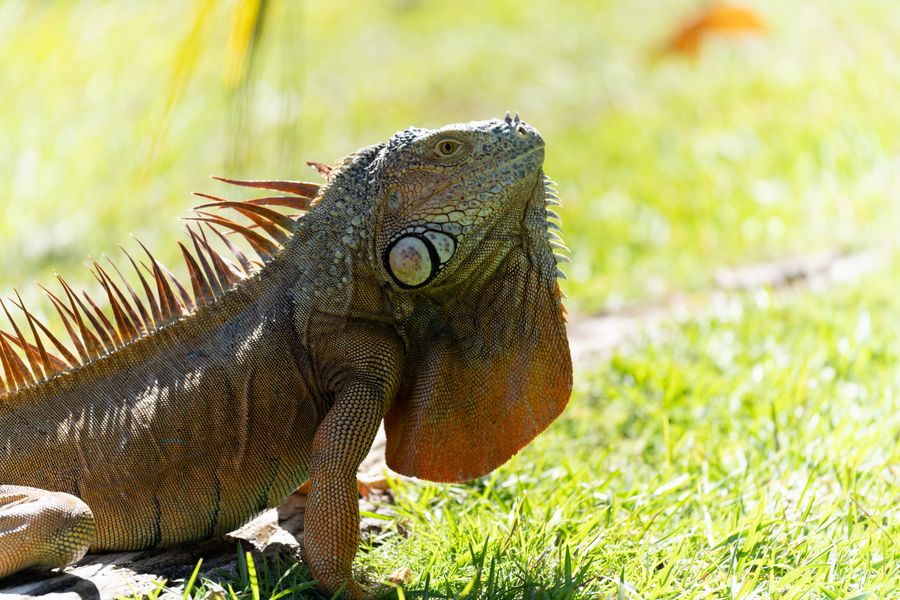 Green Iguana