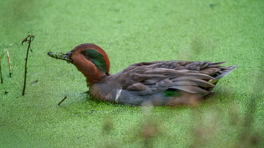 Green-winged Teal