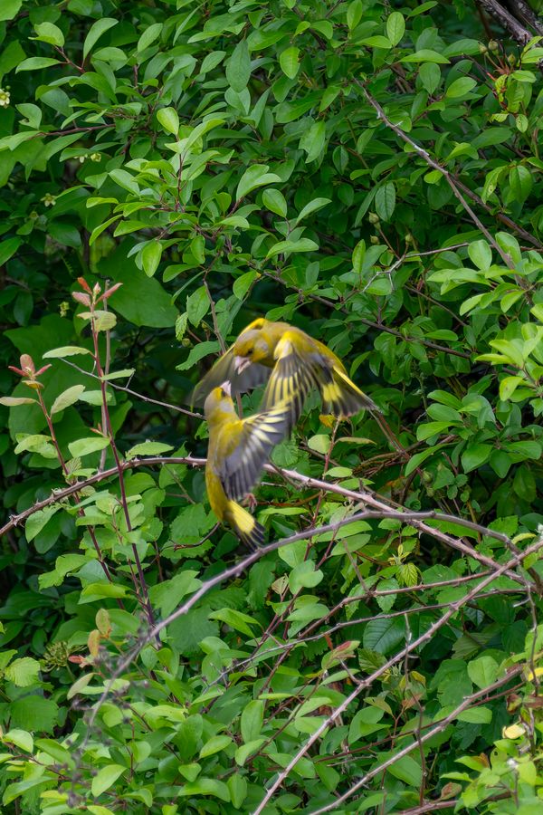 Greenfinches in dispute