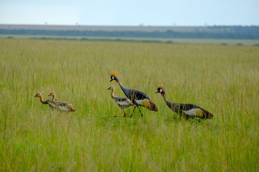 Grey Crowned Crane