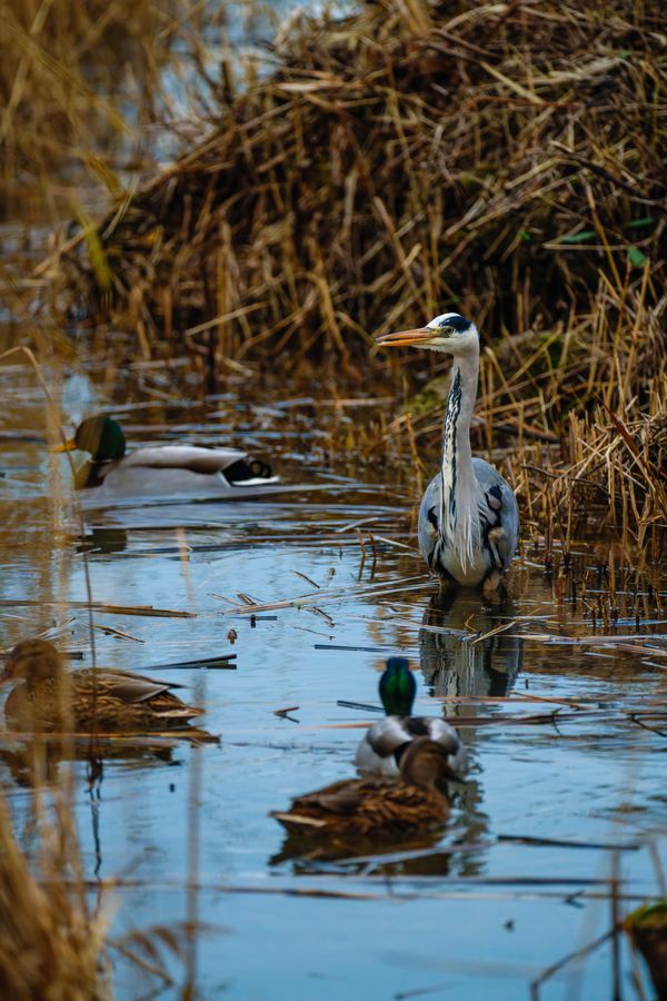 Grey Heron among the mallards