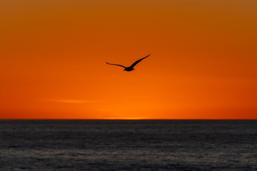 Gull against the sunset