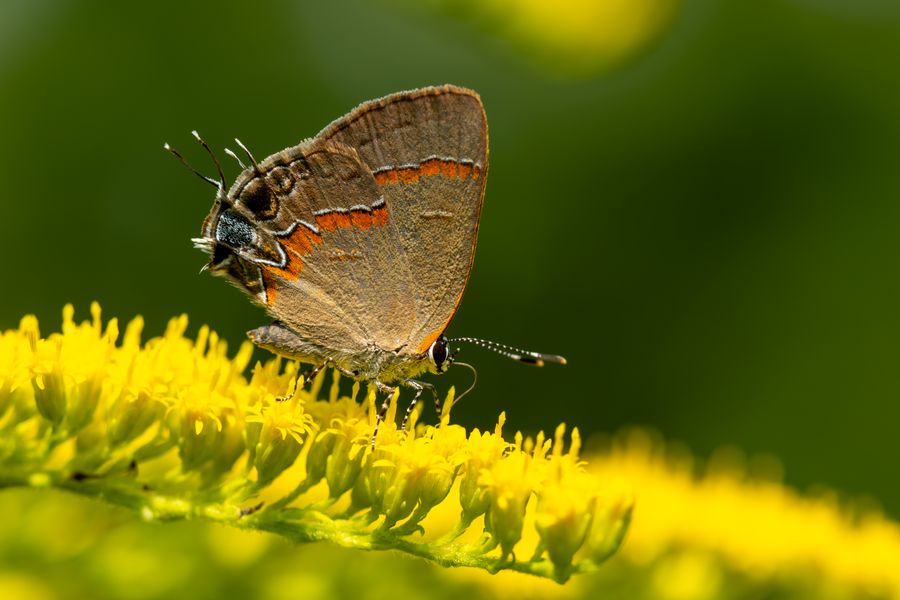 Hairstreak on goldenrod