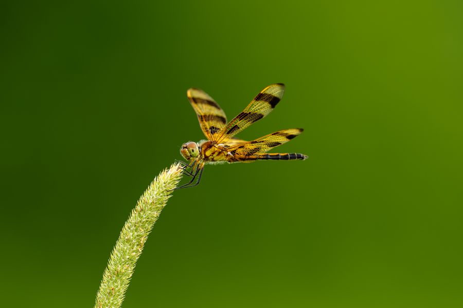 Halloween Pennant