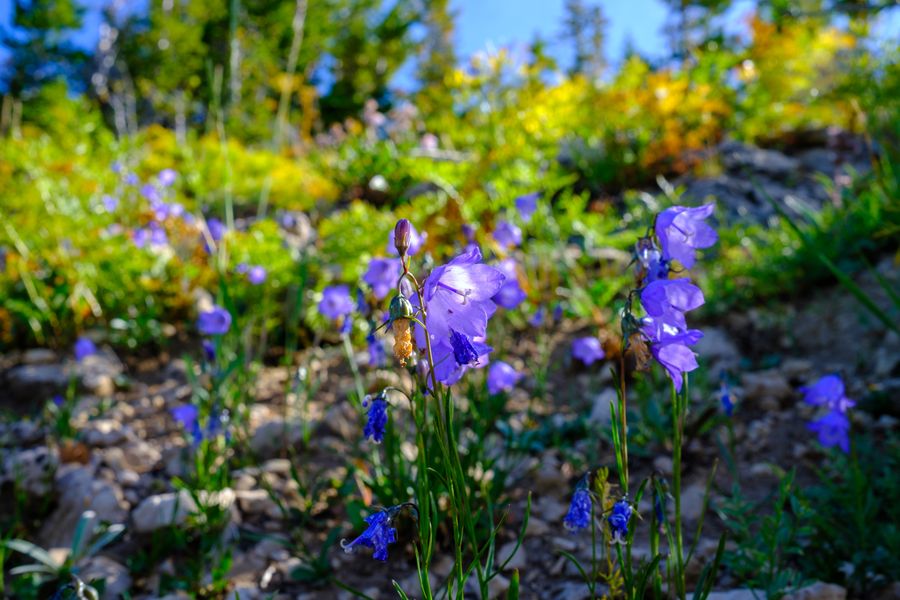 Harebell