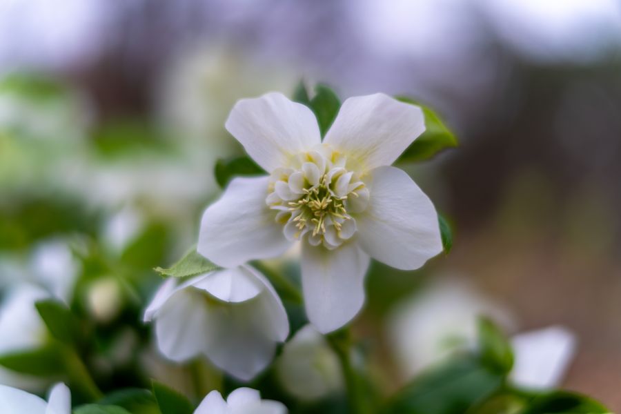 Hellebore