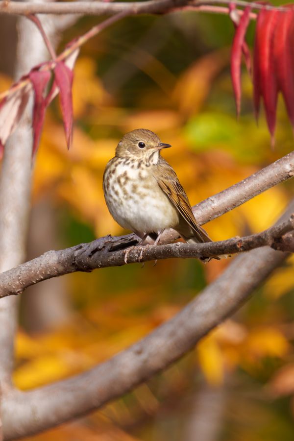 Hermit Thrush