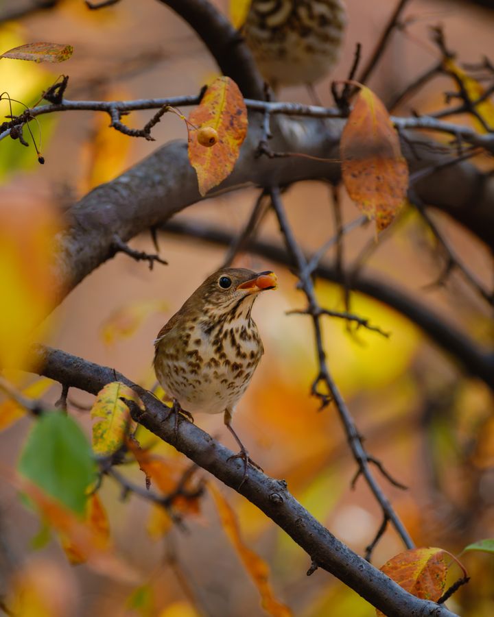 Hermit Thrush with a berry