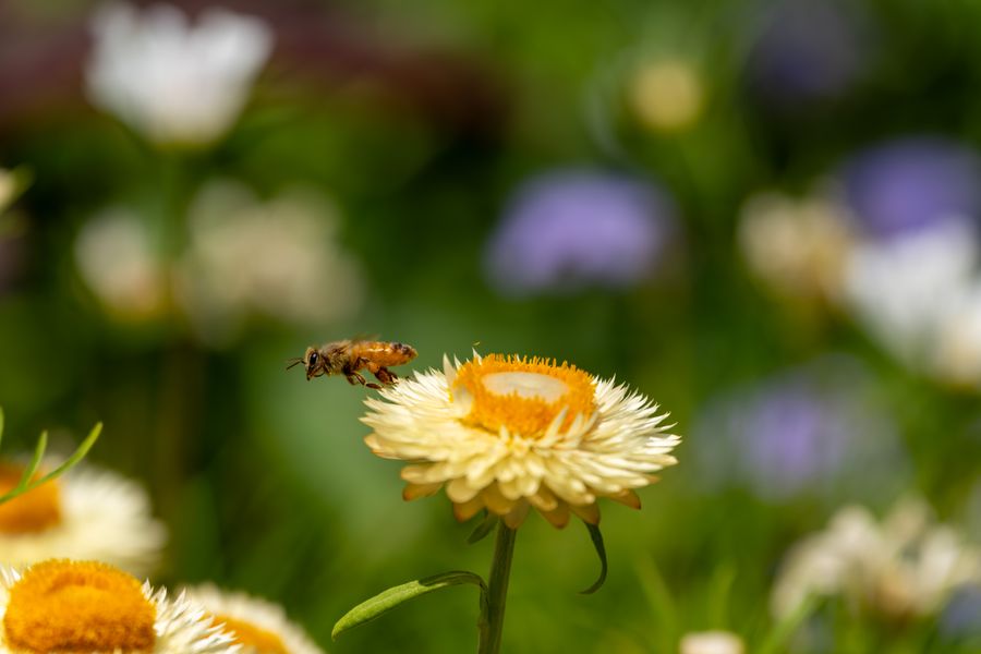 Honey bee in flight, strawflower