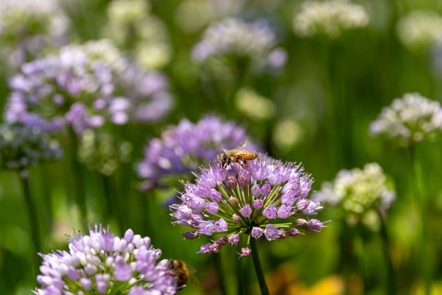 Honey bee on allium