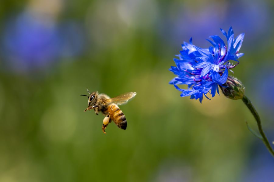 Honeybee approaching cornflower