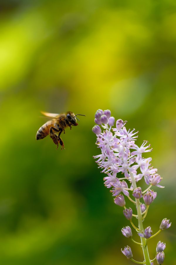 Honeybee approaching liriope