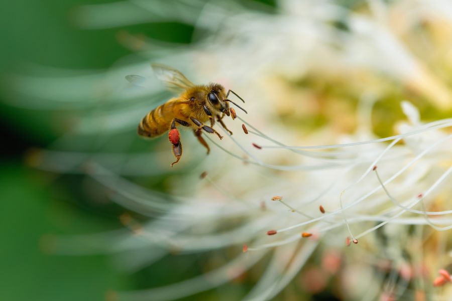 Honeybee on bottlebrush buckeye