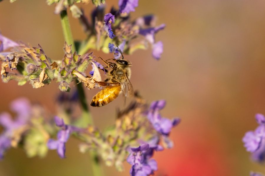 Honeybee on catmint