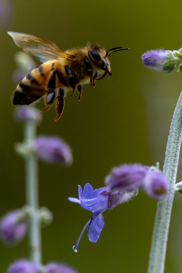 Honeybee on Russian sage