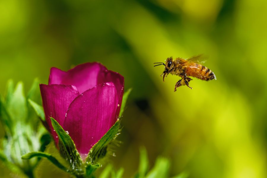 Honeybee, pollen baskets full, nearing Rose Mallow