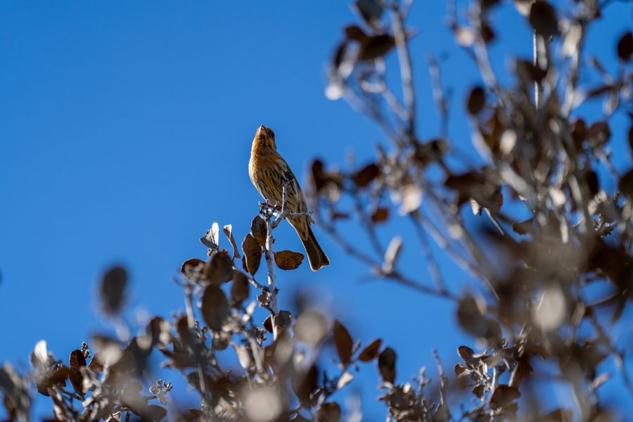 House Finch, orange male, backlit