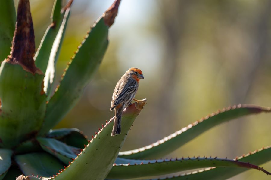 House Finch, orange morph