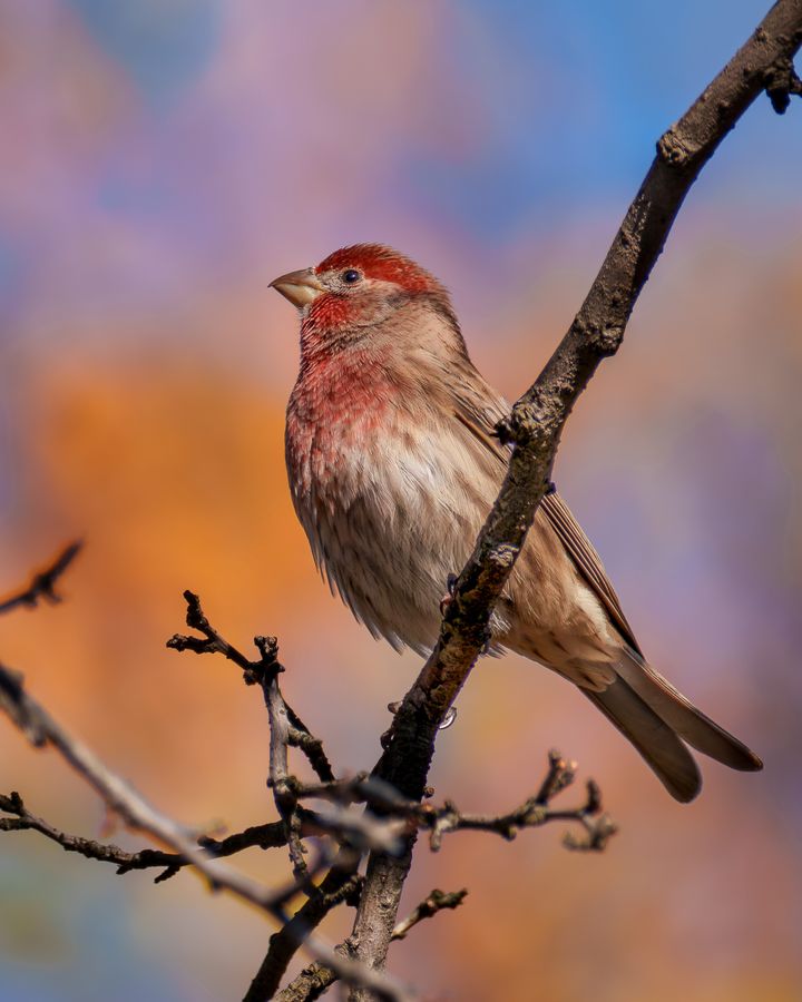 House Finch