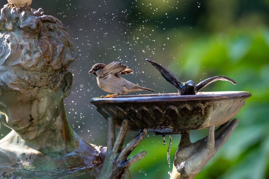 House Sparrow at the fountain