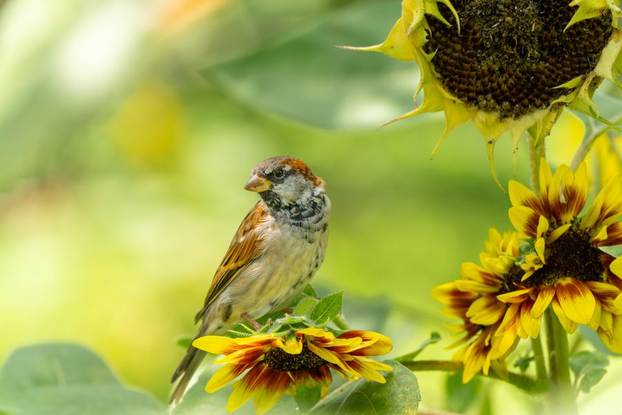 House Sparrow