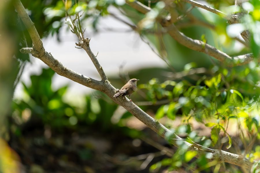 House Wren, side-on