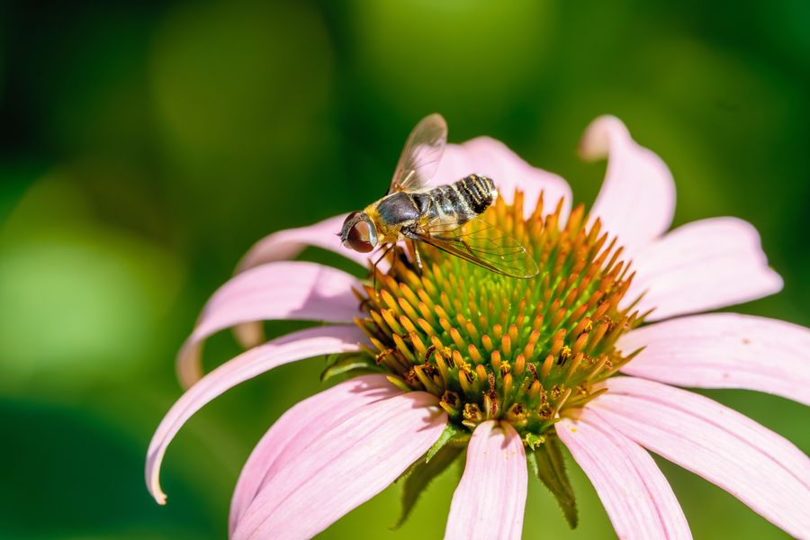 Hover fly on coneflower