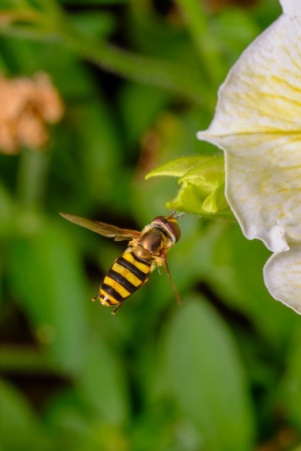 Hoverfly in flight