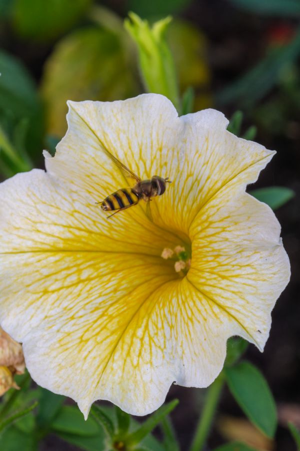 Hoverfly on a petunia