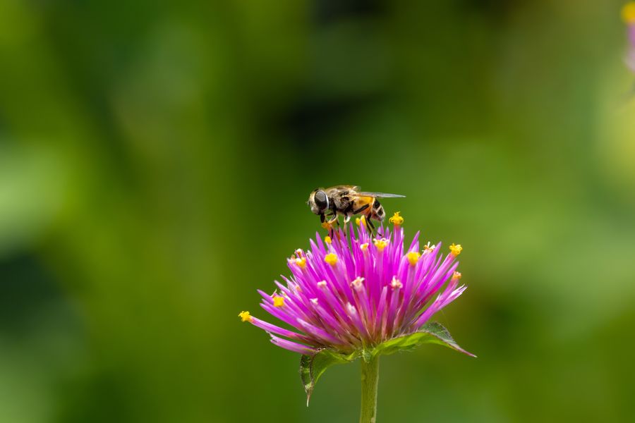 Hoverfly on globe amaranth