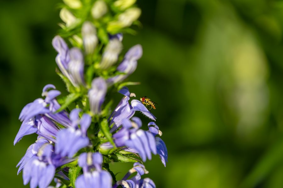Hoverfly on great blue lobelia