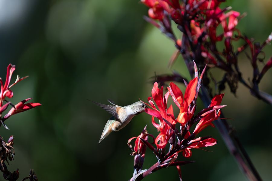 Hummingbird approaching canna
