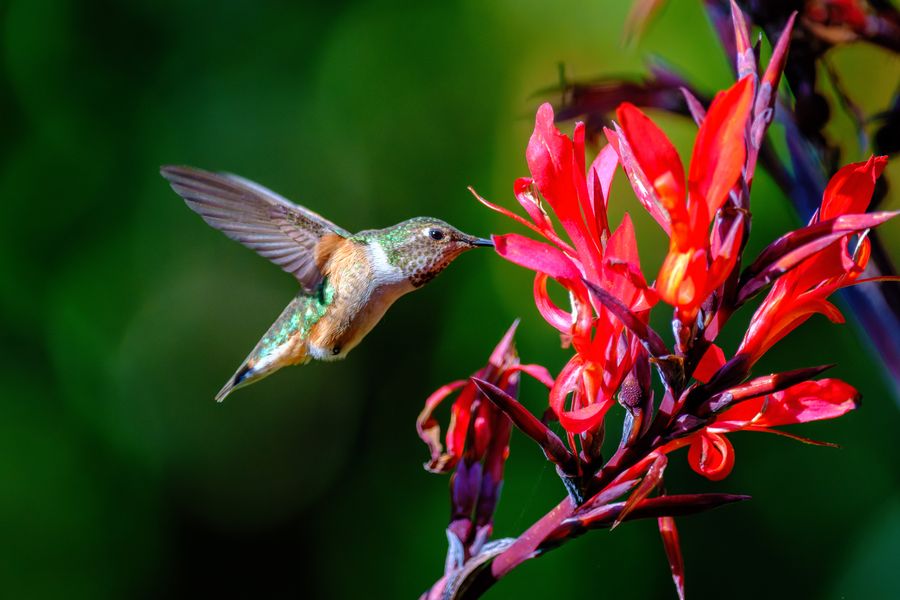 Hummingbird at canna