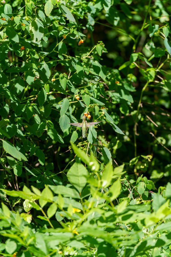 Hummingbird at jewelweed