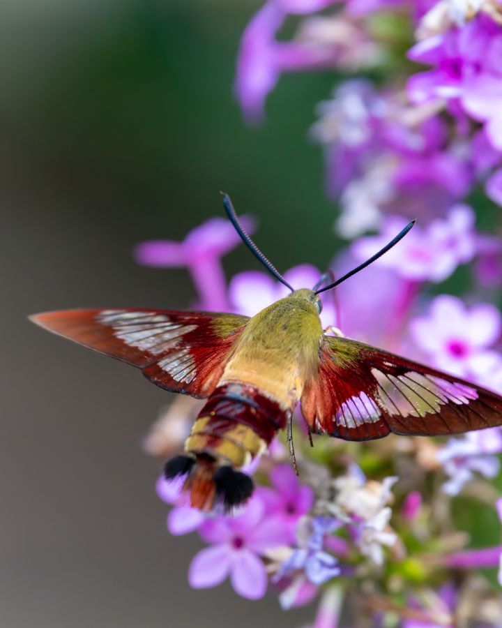 Hummingbird Clearwing Moth, approaching