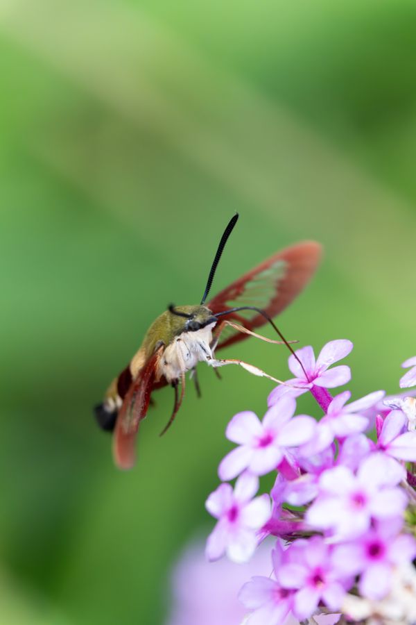 Hummingbird Clearwing Moth, hovering