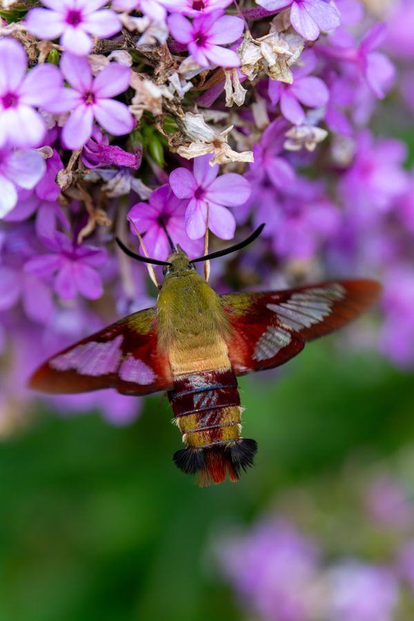 Hummingbird Clearwing Moth
