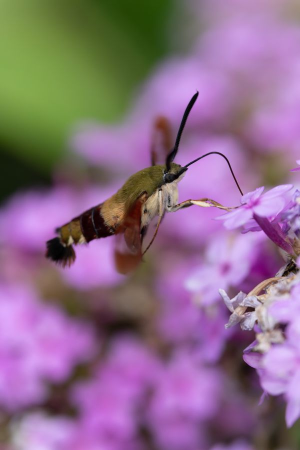 Hummingbird Clearwing Moth, tail fanned