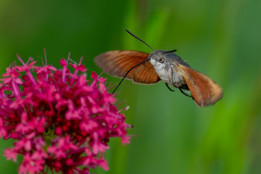 Hummingbird Hawk-moth
